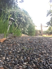 Spiraea × vanhouttei