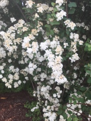 Spiraea × vanhouttei