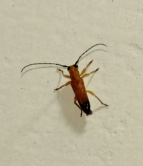 Nupserha lenita