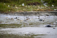 Charadrius vociferus