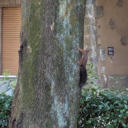 Eurasian Red Squirrel