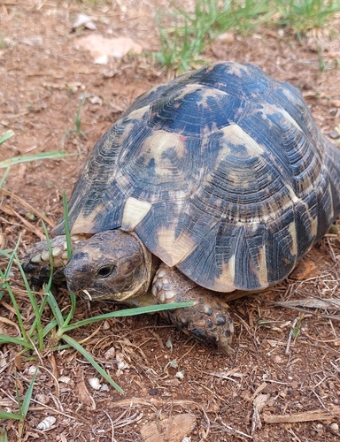 Morocco Tortoise