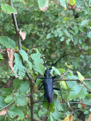 Great capricorn beetle