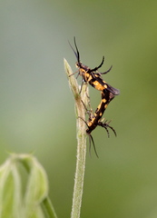 Eretmocera