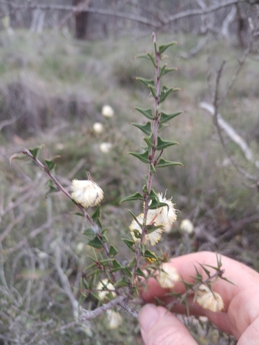 ploughshare wattle
