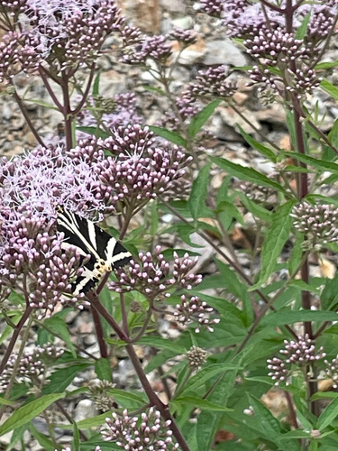 Jersey Tiger