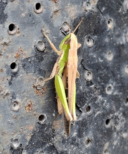 Spathosternum prasiniferum
