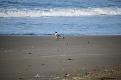 Leucophaeus pipixcan