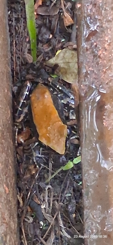 Fungoid Frog, Hylarana malabarica