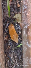 Water-loving plant (Hydrophylax)