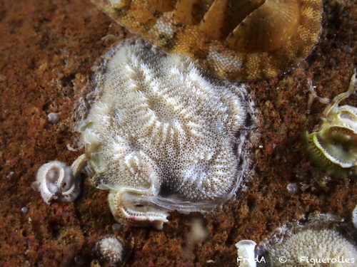 Disporella observed 2026-08-13