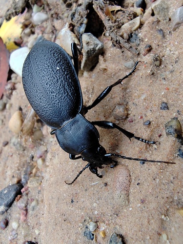 Leather Beetle