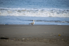 Chroicocephalus cirrocephalus