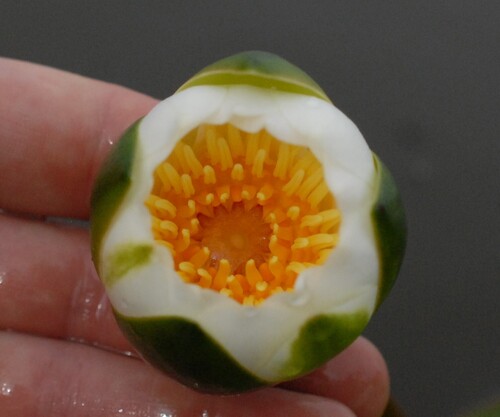 Nymphaea candida, photograph 3
