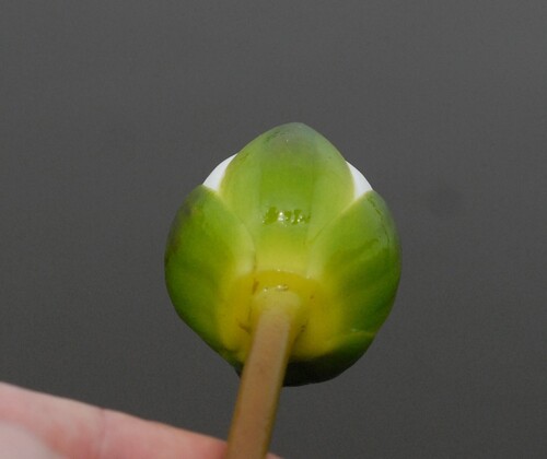 Nymphaea candida, photograph 4