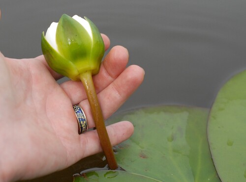 Nymphaea candida, photograph 5