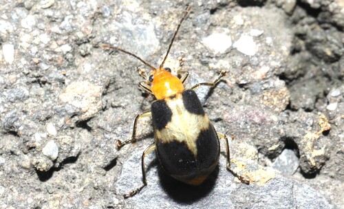 Paridea, 2026-08-20