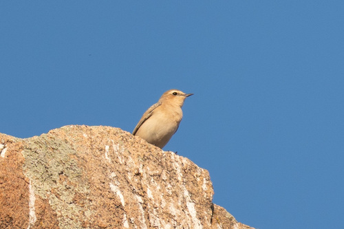 Isabelline Wheatear