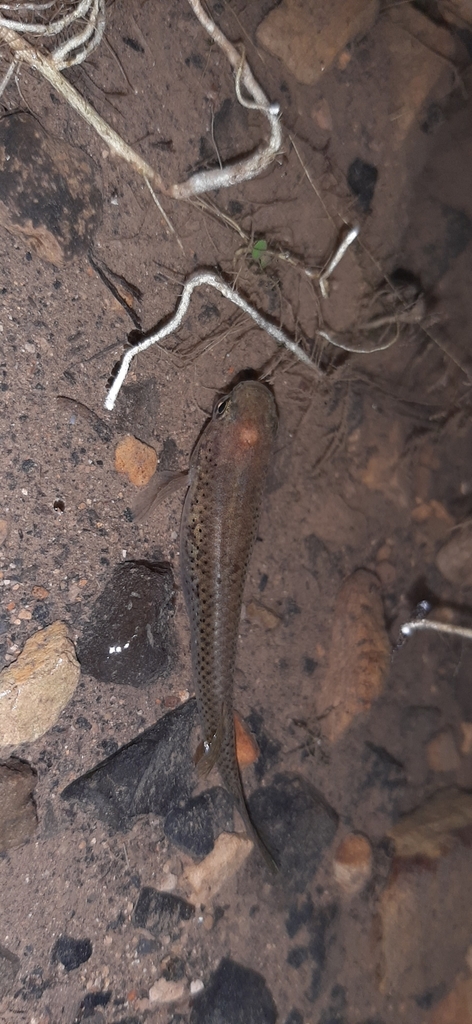 Cali livebearer (Priapichthys caliensis) — Poeciliidae