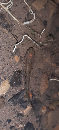 Cali livebearer (Priapichthys caliensis) — Poeciliidae