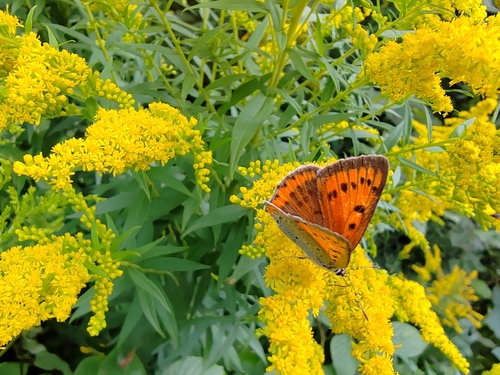 Large Copper
