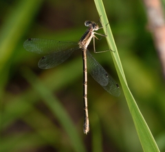Lestes australis