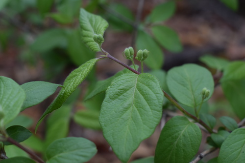 Image of Lonicera ruprechtiana by (c) Repina Tatyana, some rights reserved (CC BY)