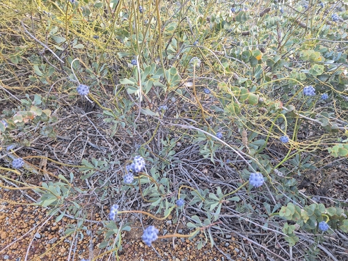 Conospermum brownii