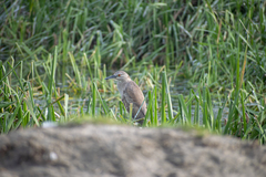 Nycticorax nycticorax
