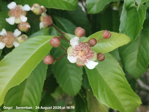 Tetracera indica