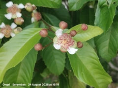 Tetracera indica