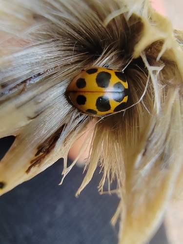 Notated Lady Beetle