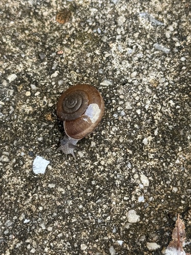 Siamese Common Snail