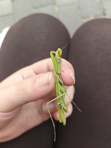 European Mantis