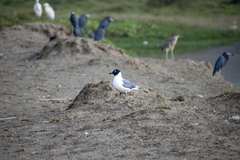 Leucophaeus pipixcan