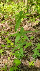 Lysimachia quadrifolia