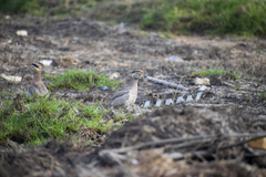 Burhinus superciliaris