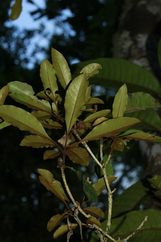Pittosporum verrucosum observed 2015-11-23