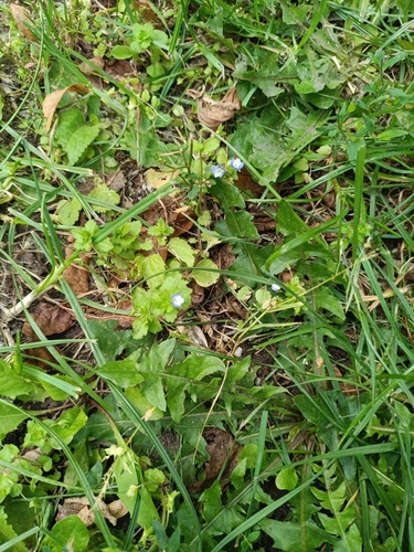 Наблюдение на iNaturalist