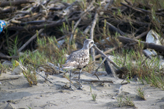 Pluvialis squatarola