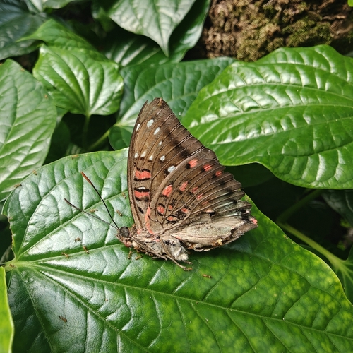 Euthalia adonia