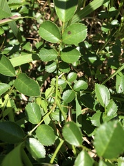 Rosa lucieae