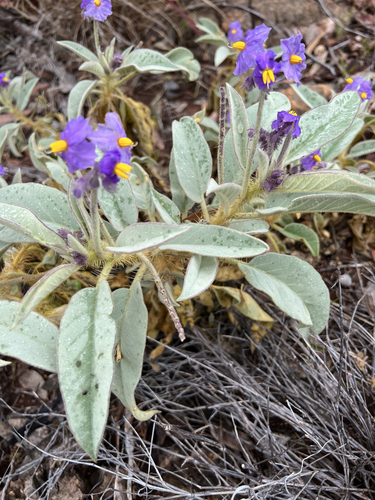 Solanum quadriloculatum observed 2026-08-24