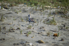 Pluvialis squatarola