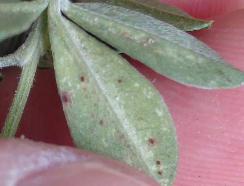 Uromyces pisi-sativi observed 2026-08-24