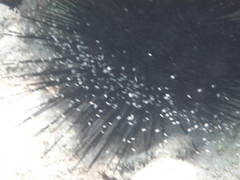 Mysidium