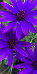 Pericallis × hybrida
