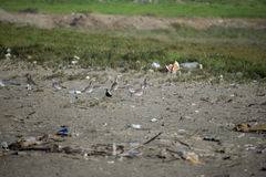 Pluvialis squatarola