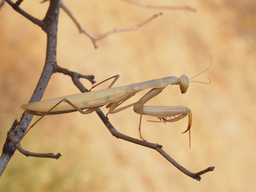 European Mantis