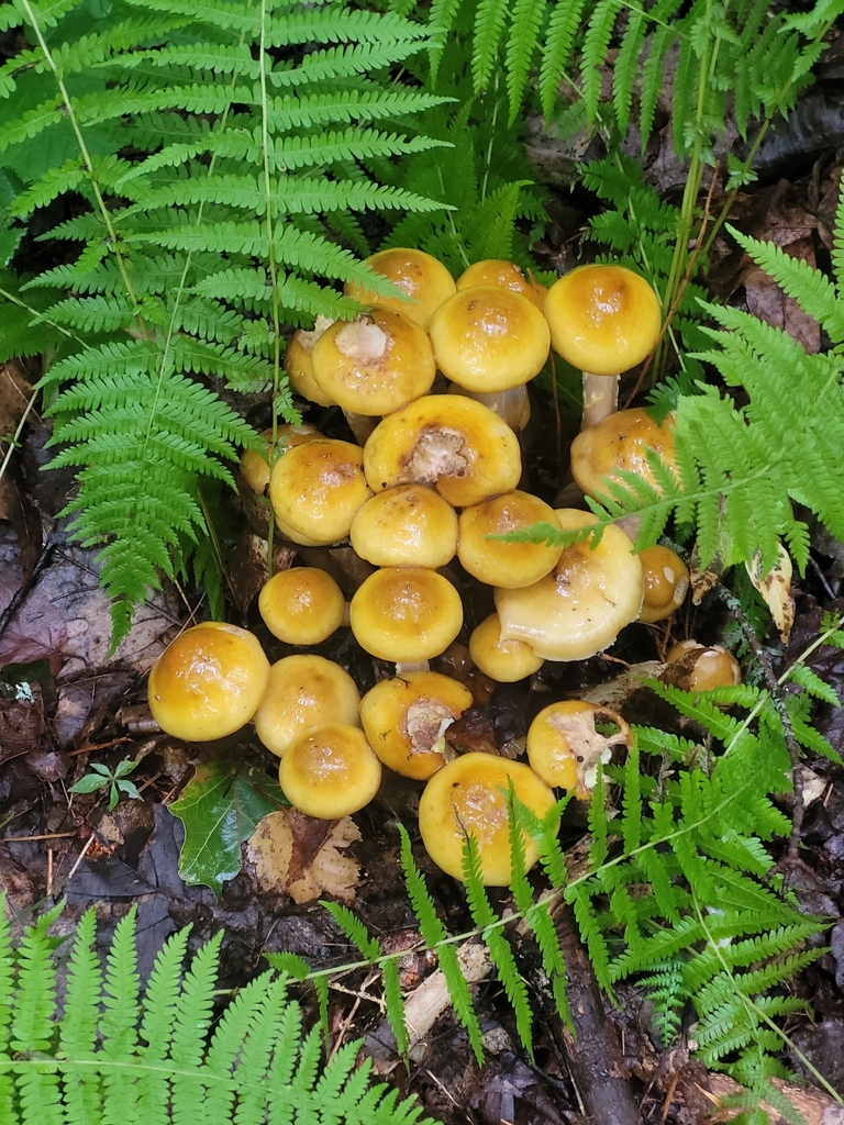 Honey Mushroom · August 2026 · photo: Photo: no rights reserved · iNaturalist